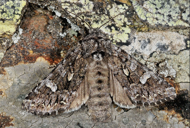 Papestra biren - Noctuidae